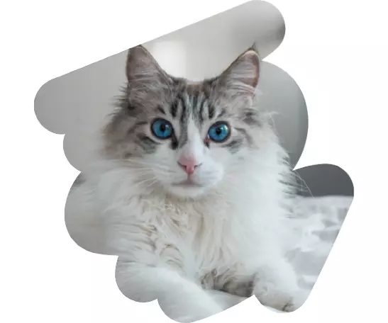 fluffydude contact cat