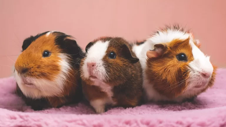 Can Guinea Pigs Eat Grapes [Serving, Pros ,and Cons] (1)