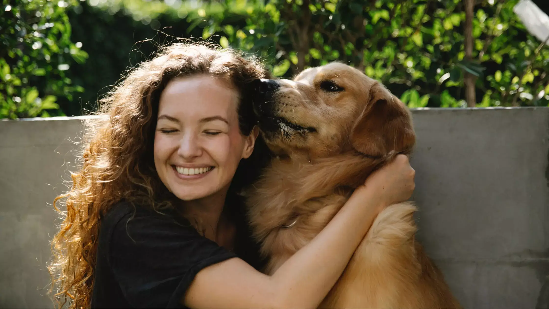 Red Golden Retriever Appearance, Temperament More