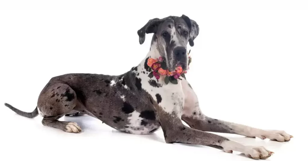 Blue Harlequin Great Dane