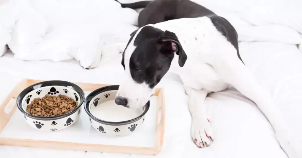 Harlequin Great Dane Diet And Nutrition