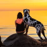 Harlequin Great Dane - Most Favored Large Dog BreedHarlequin Great Dane - Most Favored Large Dog Breed