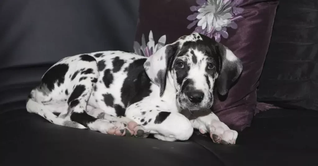 Harlequin Great Dane Puppies