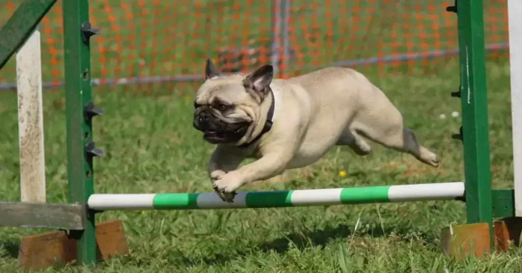 White Pug Training