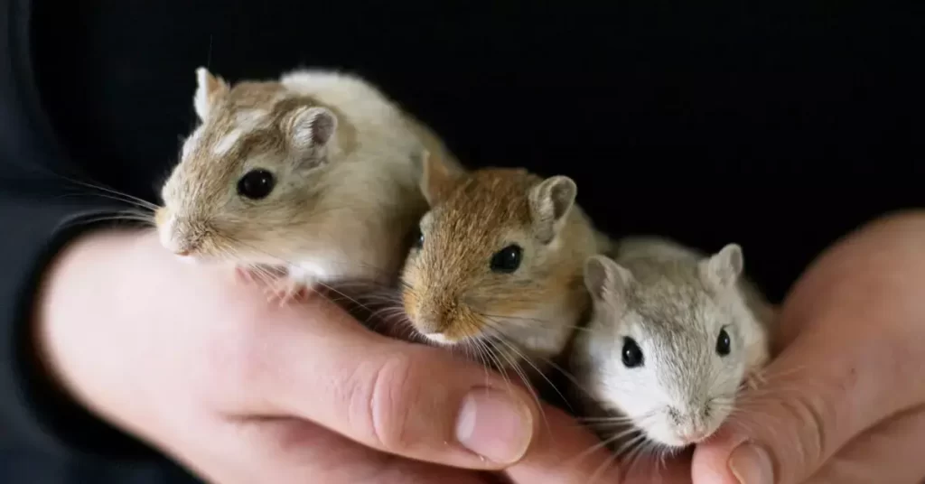 Baby Gerbil 101 Care