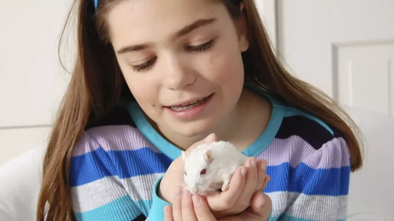 Baby Gerbil 101 Care FluffyDude
