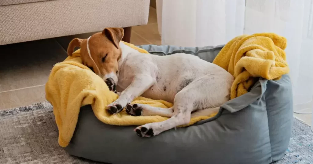 How To Take Care Of A Dog Dog Bed