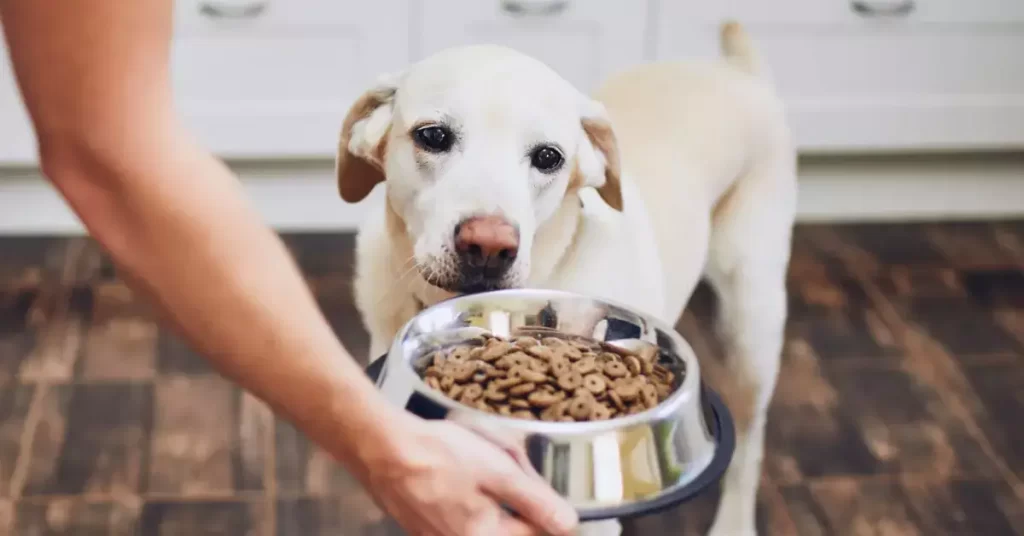 How To Take Care Of A Dog Dog Feeding