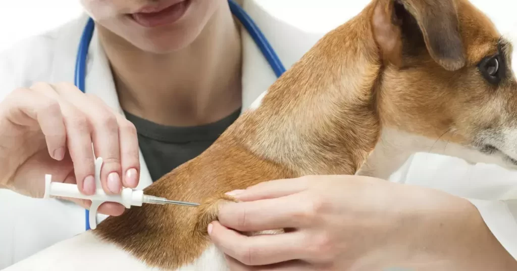 How To Take Care Of A Dog Microchipping