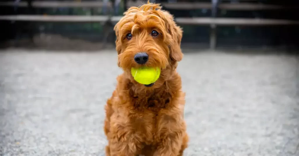 How To Train Merle Goldendoodle