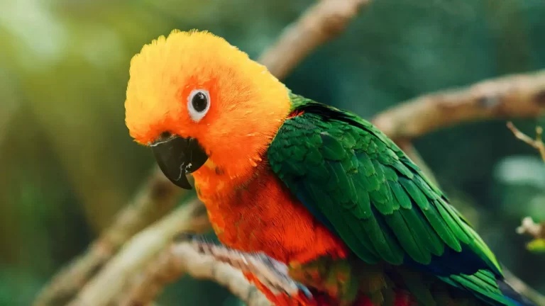 Jenday Conure ( Jandaya parakeet ) - Breeding, Care and Price