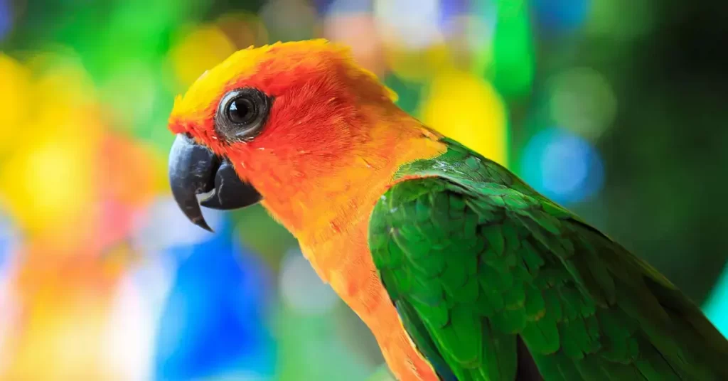 Jenday Conure Personality And Behaviour