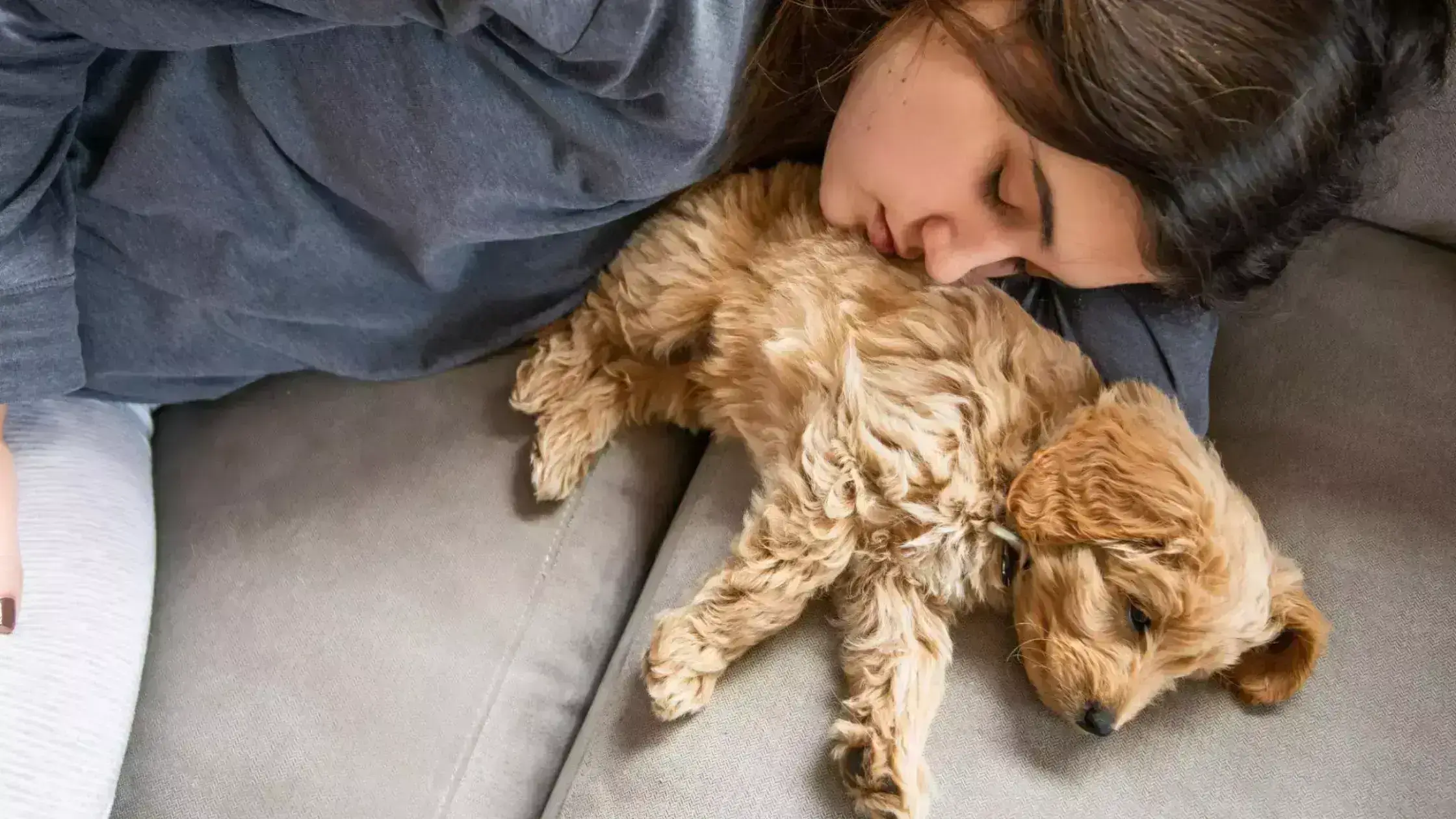 Things To Consider Before Buying A Merle Goldendoodle