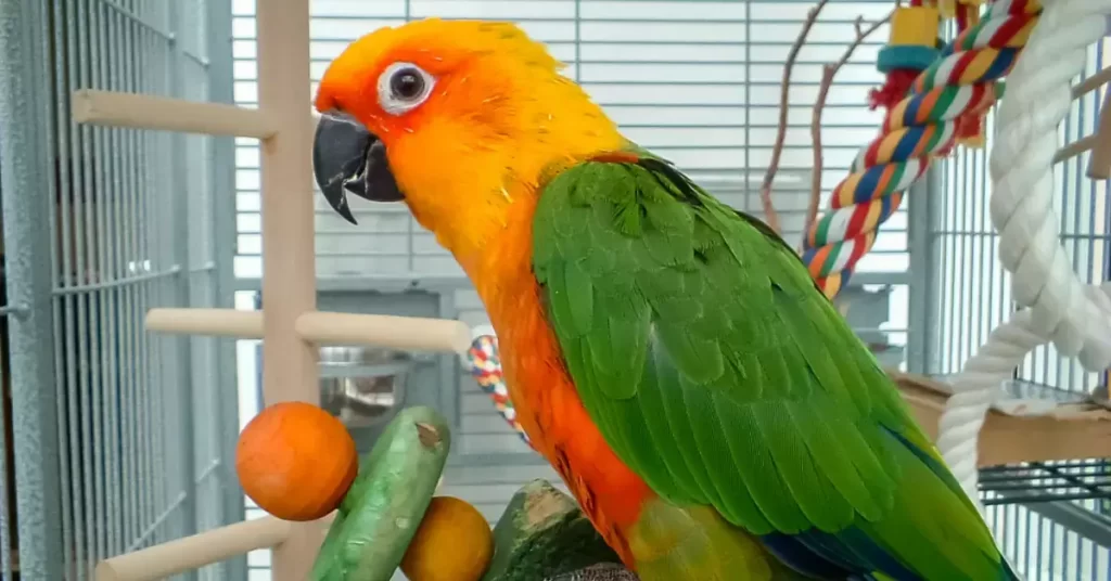 Tips On Caring For Your Jenday Conure Bird