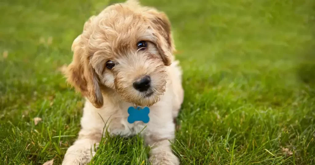 What Is A Merle Goldendoodle