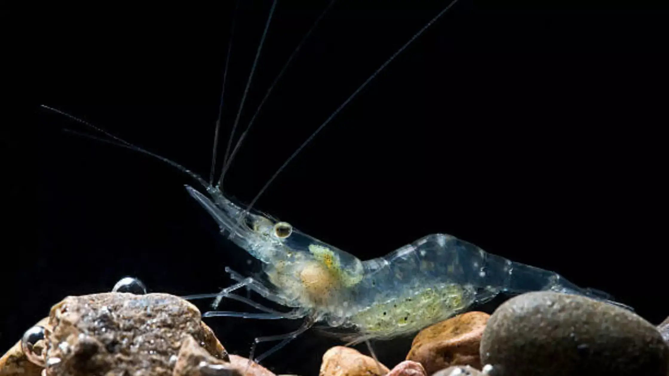 Baby Ghost Shrimp Care 101 FluffyDude