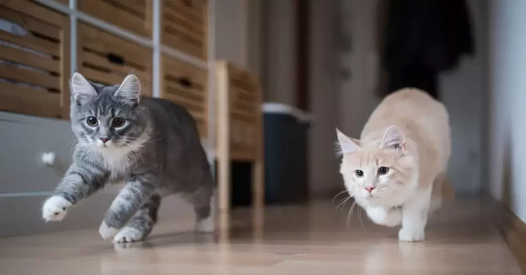 Cat Daily Exercise Giving Cat Toys Or Allowing It To Play Outdoors