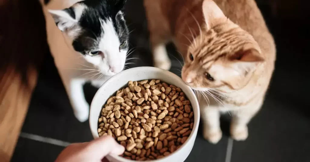 Cat Proper Diet Including Dry Food Wet Food Snacks And Treats