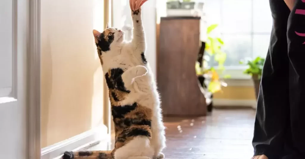 Cat Training Teach It Commands