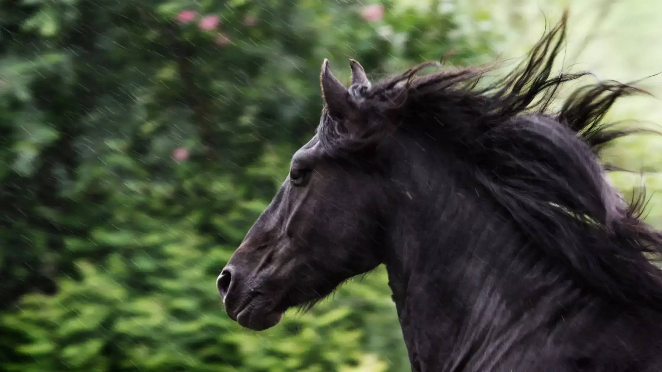 Friesian Horse Breed Appearance Temperament And Care