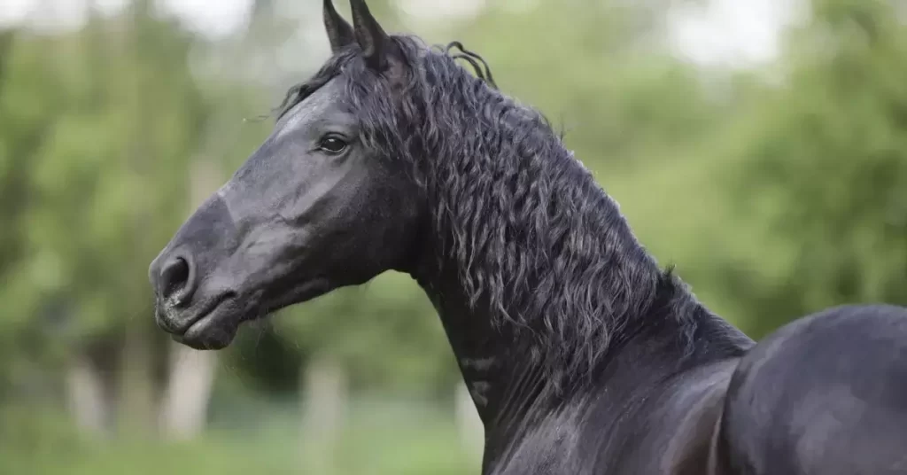 Friesian Horse Physical Appearance And Temperament