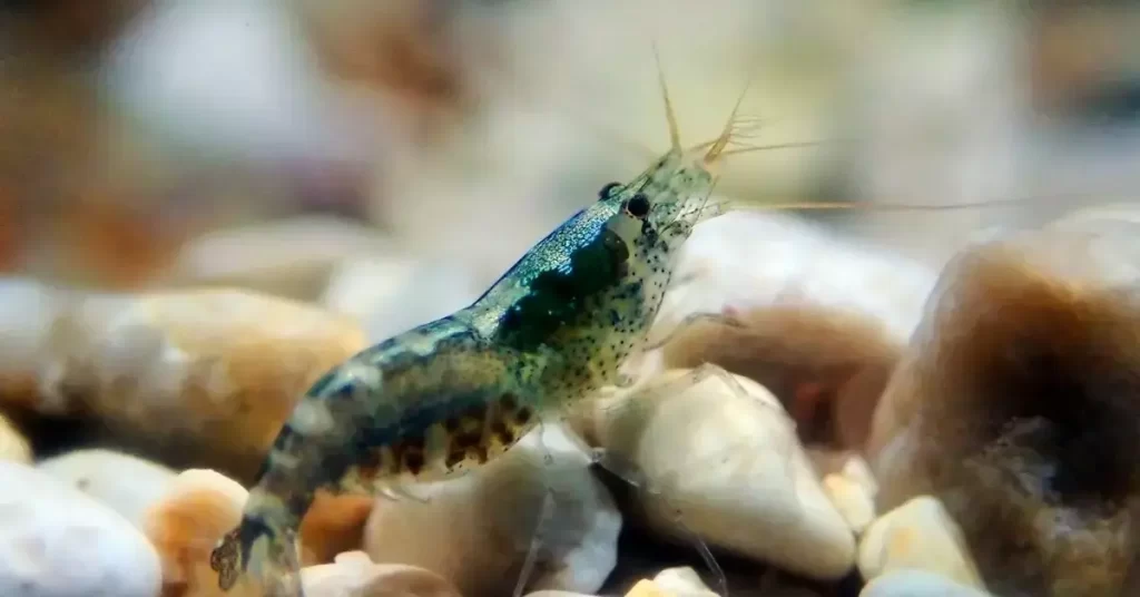 Ghost Shrimp 101 Care