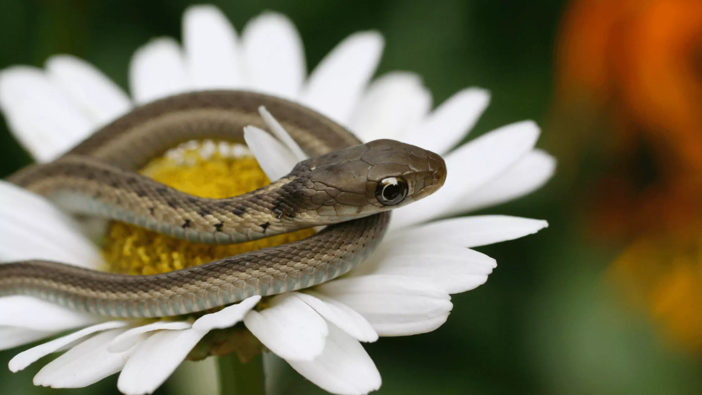 How To Take Care Of A Baby Garter Snake
