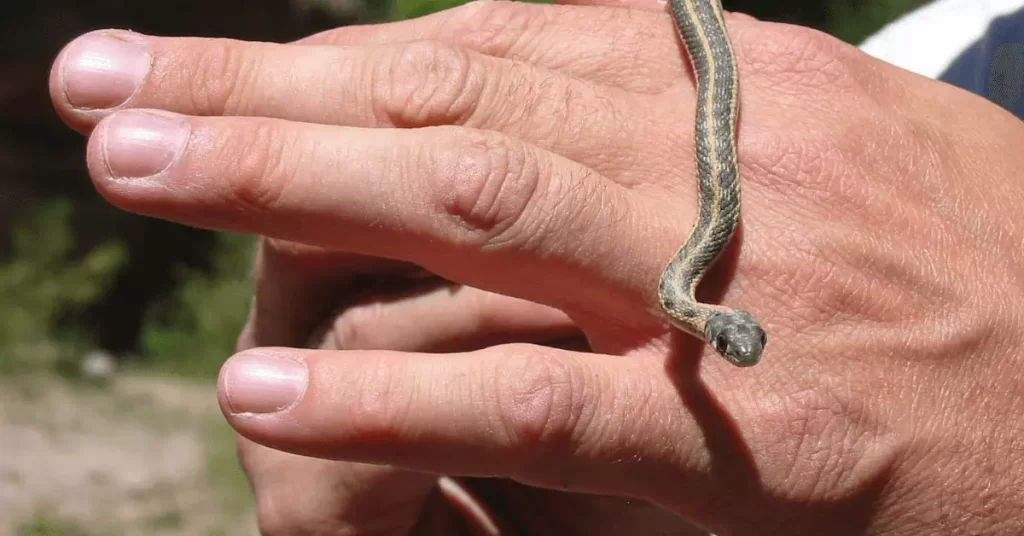 Take Care Of A Baby Garter Snake