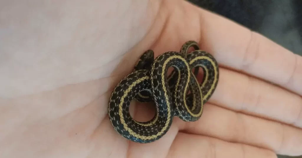 What Is A Baby Garter Snake And Are They Poisonous To Humans