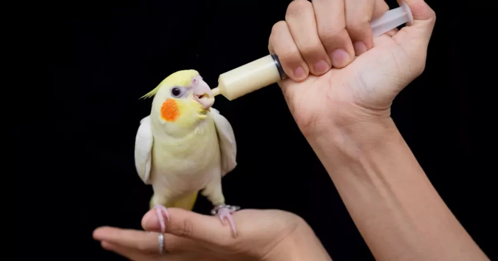 Lutino Cockatiel Care 101