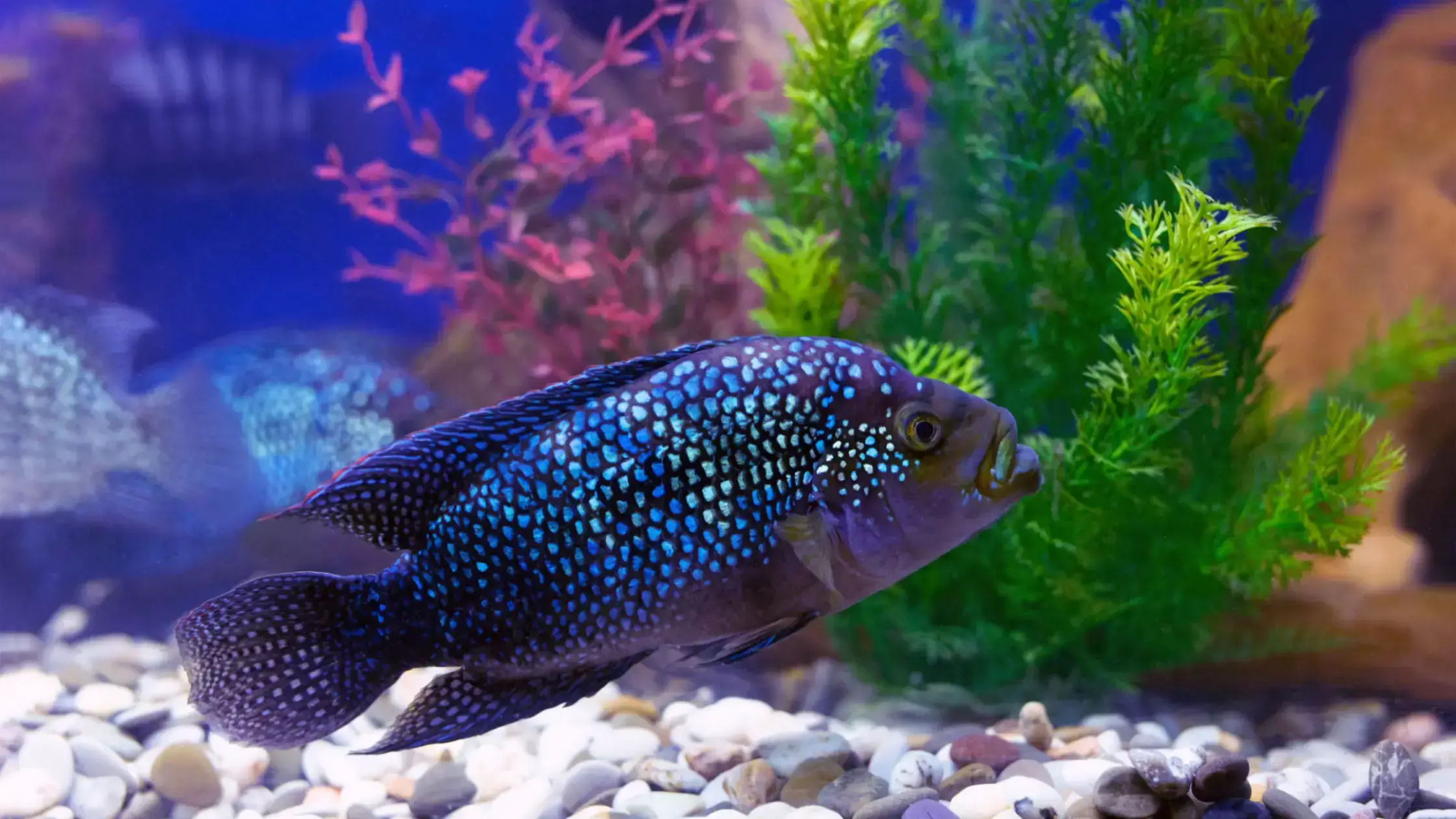The Jack Dempsey Fish Popular Aquarium Choices