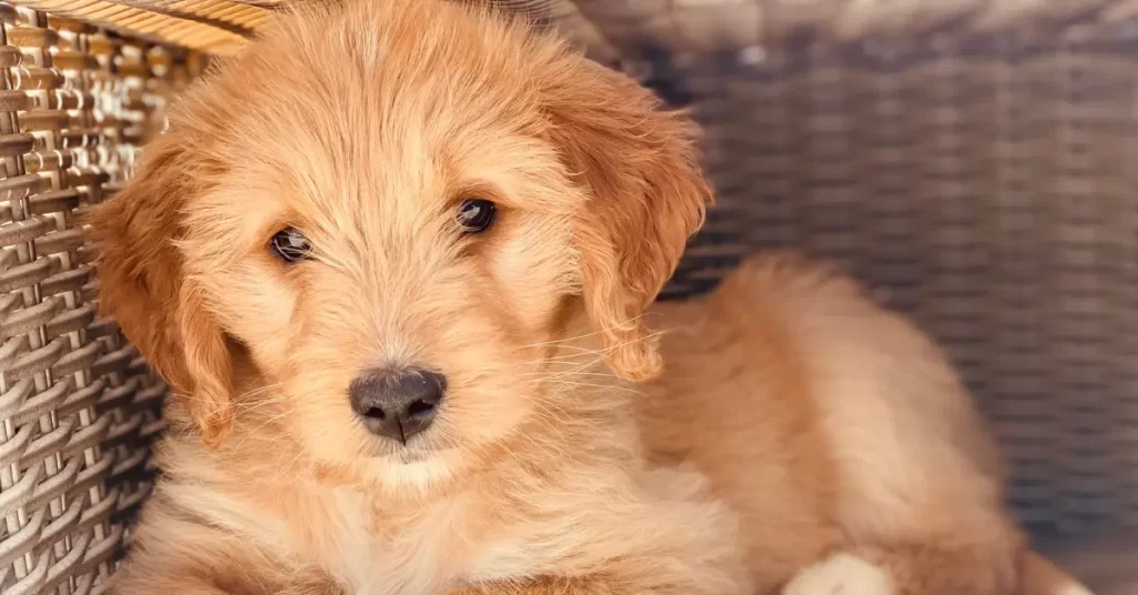5 Tips For A Happy And Prolonged Life For Your Goldendoodle
