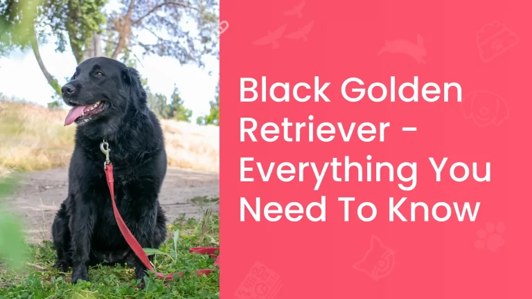 Black Golden Retriever - Everything You Need To Know