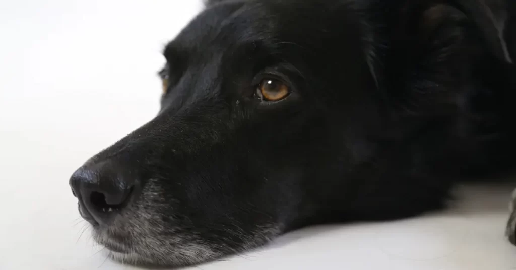 Black Golden Retriever Health Concerns