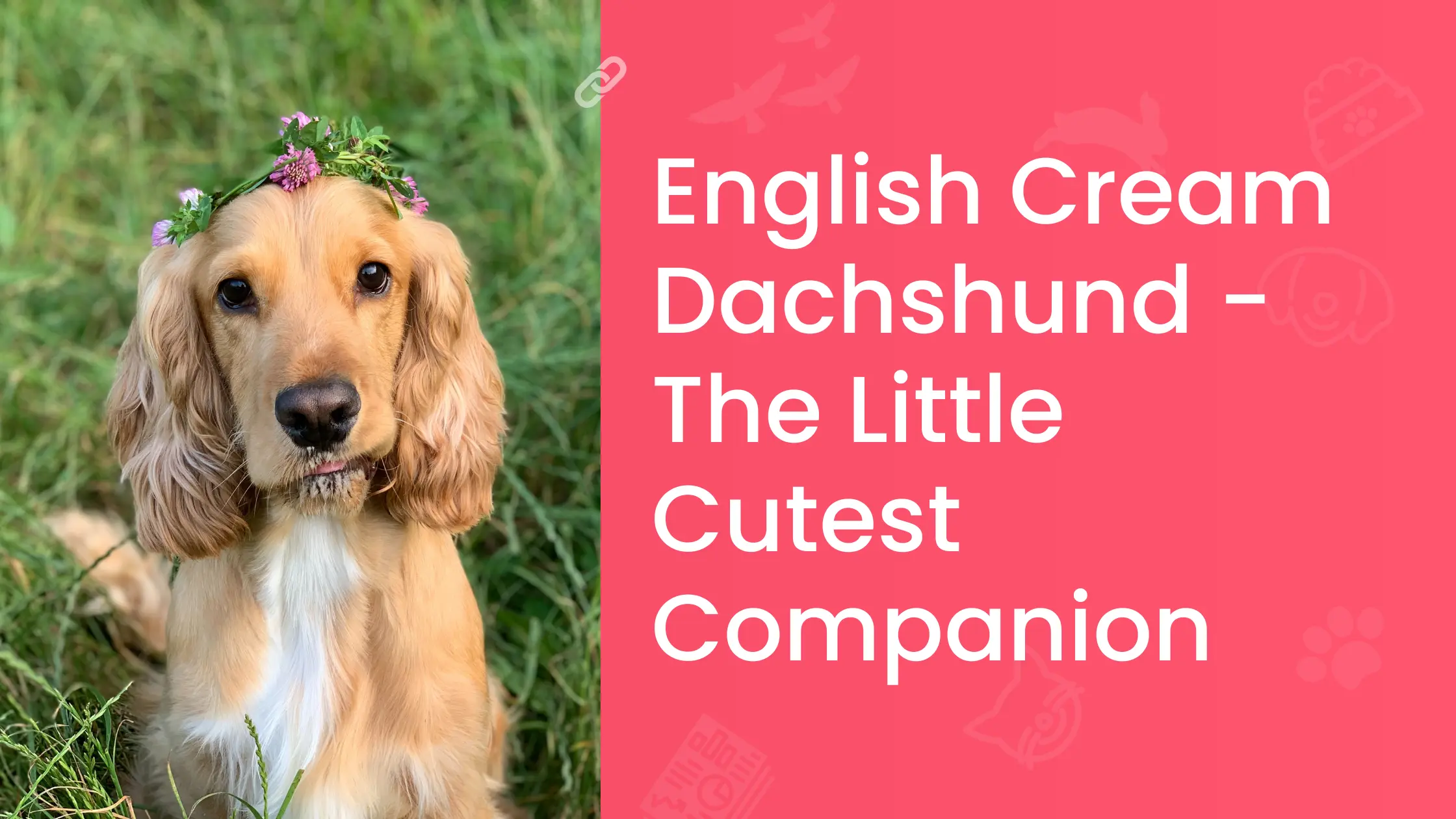 English Cream Dachshund - The Little Cutest Companion