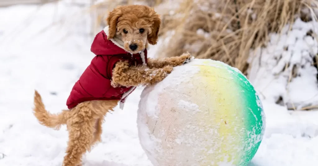 Exercise Requirements For Toy Poodles