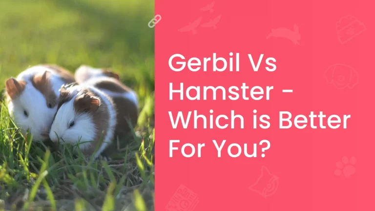 Gerbil Vs Hamster - Which is Better For You