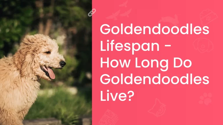 Goldendoodles Lifespan - How Long Do Goldendoodles Live