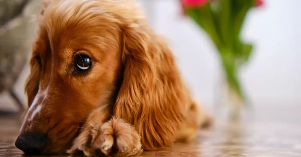 Tips for caring for an English cream dachshund