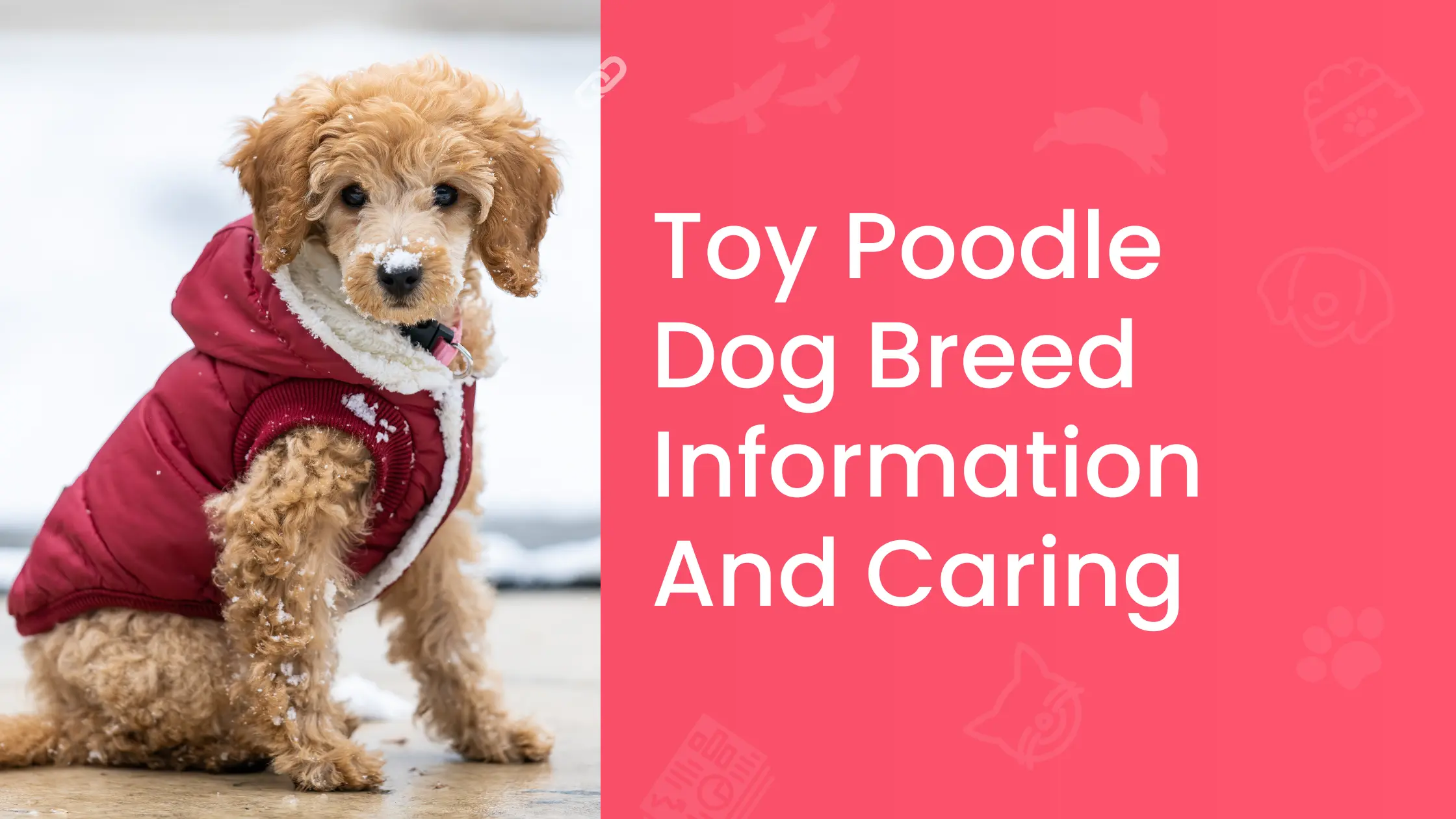 Toy Poodle Dog Breed Information And Caring