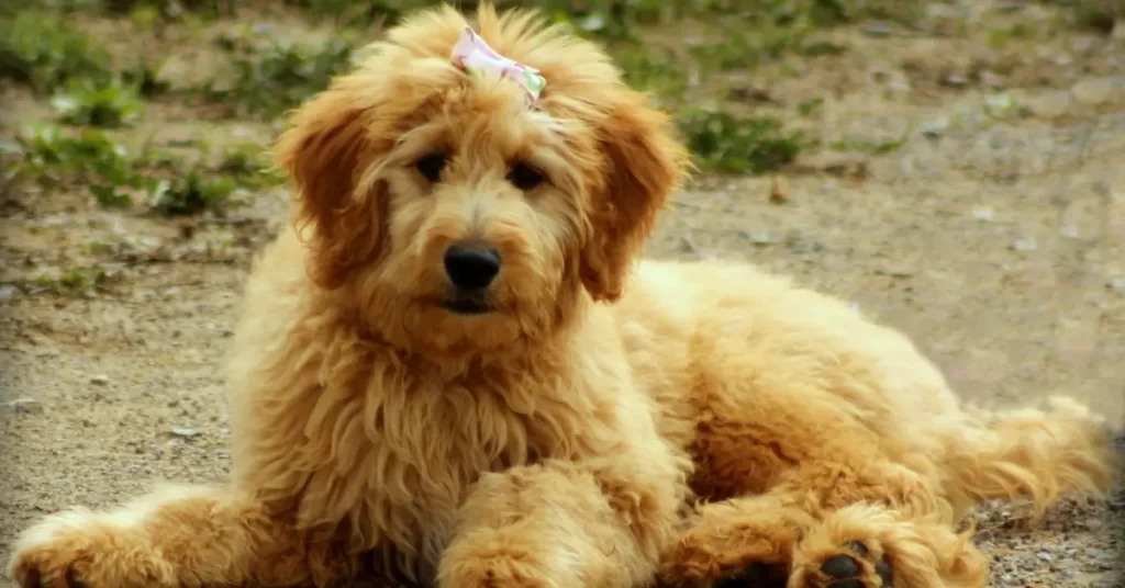 What Do Most Goldendoodles Die From