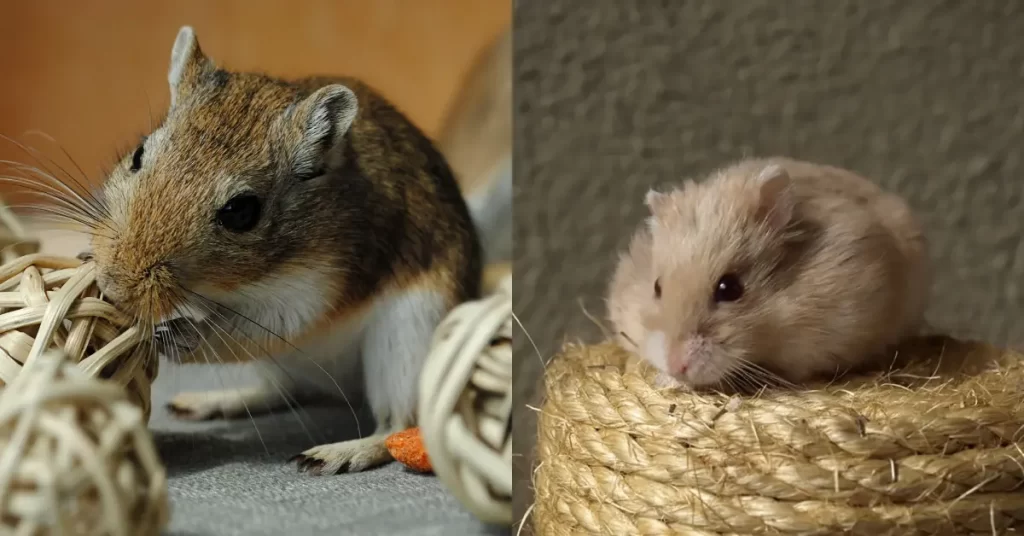 Whats the Difference between a Gerbil and a Hamster