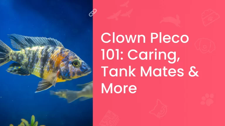 Clown Pleco (Panaqolus Maccus) 101 Caring, Tank Mates More