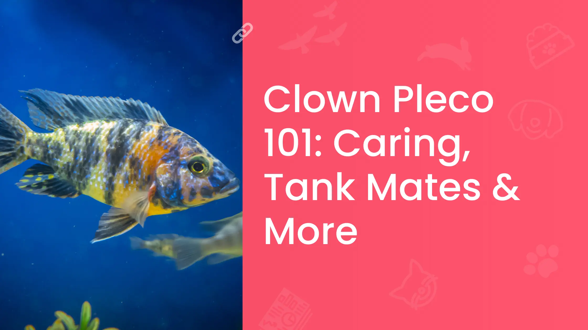 Clown Pleco (Panaqolus Maccus) 101 Caring, Tank Mates More