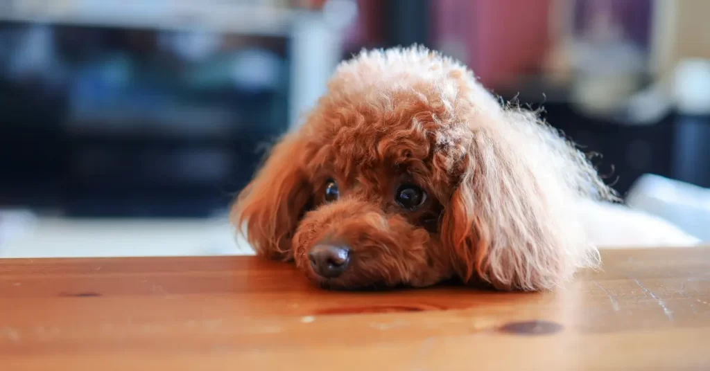 Health Issues For Poodles