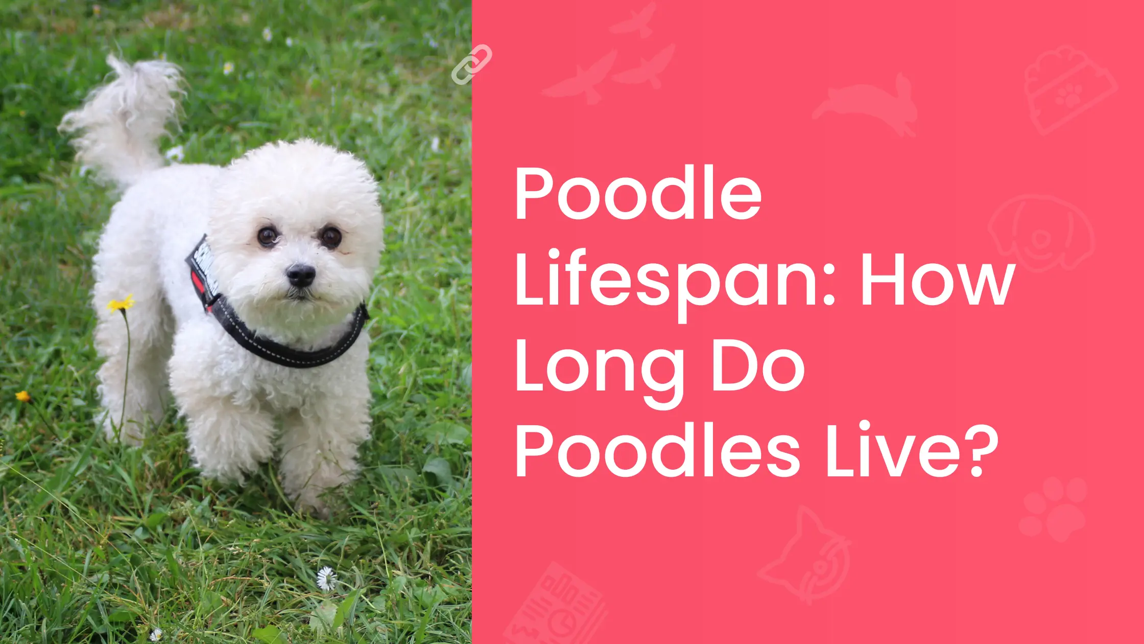 Poodle Lifespan How Long Do Poodles Live