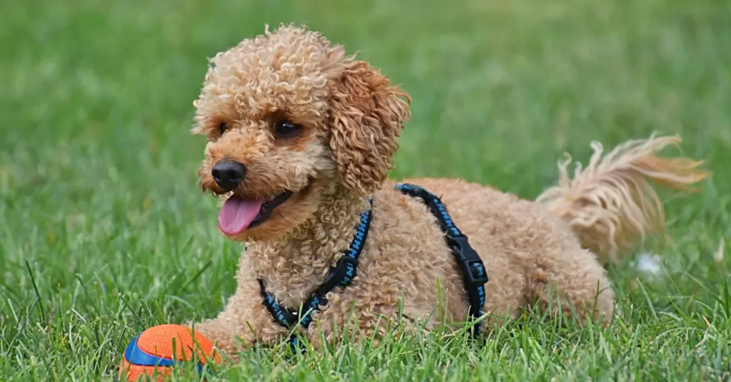 Tips On How To Keep Your Poodle Healthy