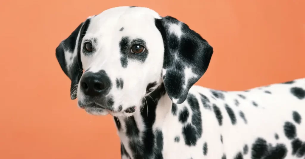 Dalmatian puppies price