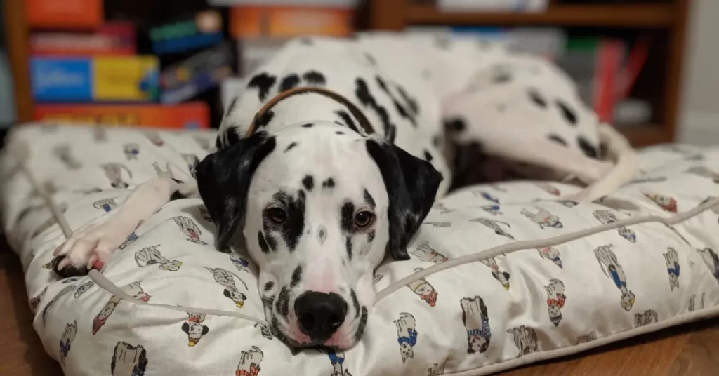 Long Haired Dalmatian Health issues