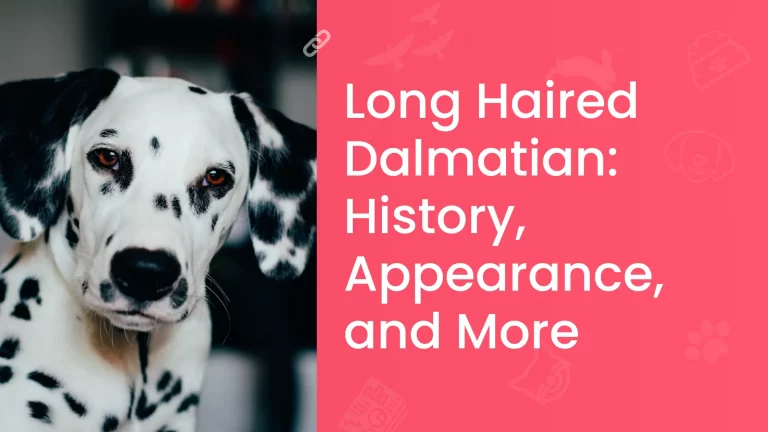 Long Haired Dalmatian History, Appearance, Pictures, and More